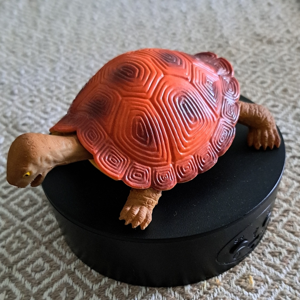 Let's talk turtles - Picture 2 of 3